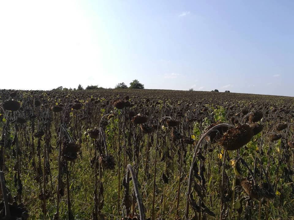 Около 300 килограма от декар слънчоглед прибират фермерите в Търновско