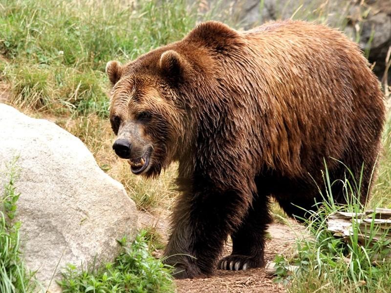 Мечка натръшка 8 овце и едно агне над Широка лъка