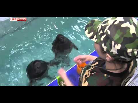 Тюлени в Иркутск представиха военно-патриотична програма за 9 май