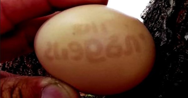 Кокошка снесе яйце с датата на Апокалипсиса (СНИМКА и ВИДЕО)