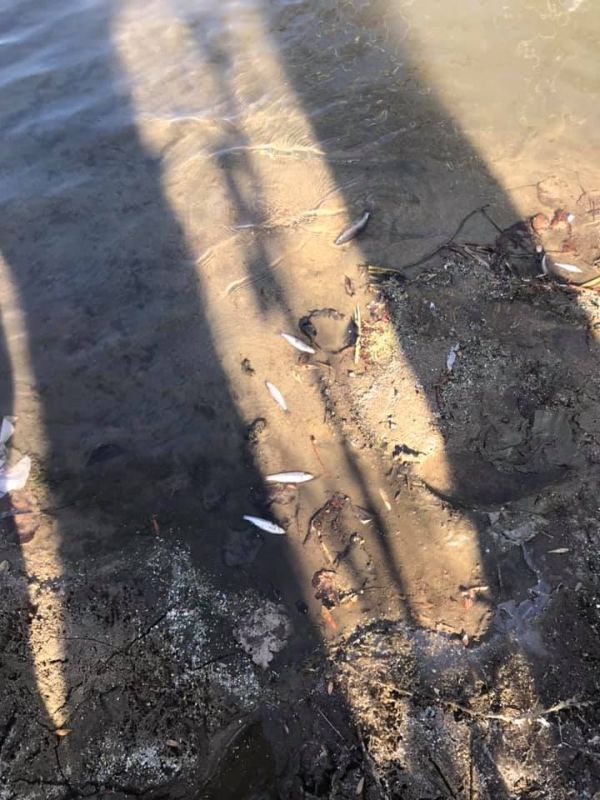 Прокуратурата в Пловдив се самосезира заради замърсяването на река Марица