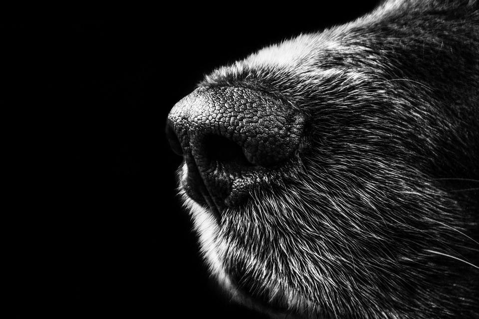 Безплатна кастрация на домашни и дворни кучета предлага Общинският приют край Велико Търново