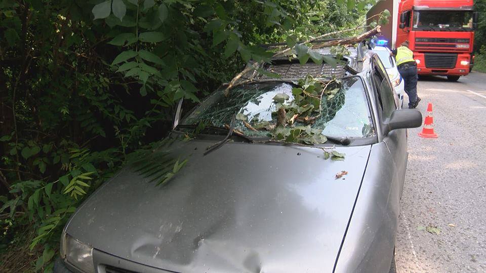 Сигнали за паднали клони и откъртени огради заради силния вятър в София