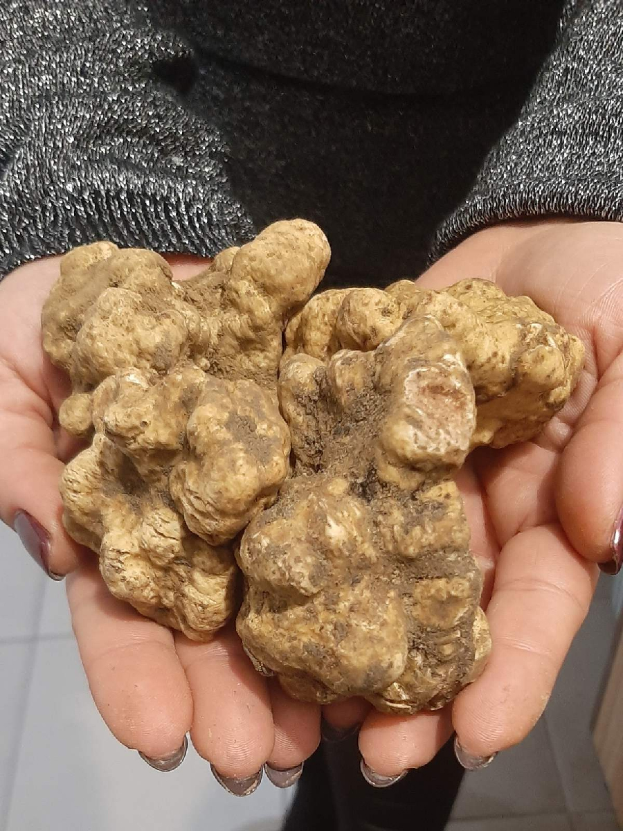 Италианци изкупуват българския трюфел