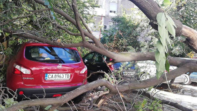 Голямо дърво падна и причини щети на няколко автомобила в центъра на Пловдив