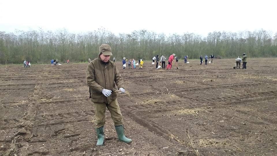 Залесяват с цер 20 декара в Добричко 