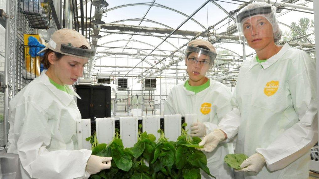 Medicago доставя на Канада 76 милиона дози ваксина на основата на тютюн срещу COVID-19