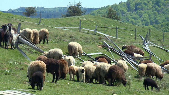 Проверяват за „виртуални“ животни във фермите