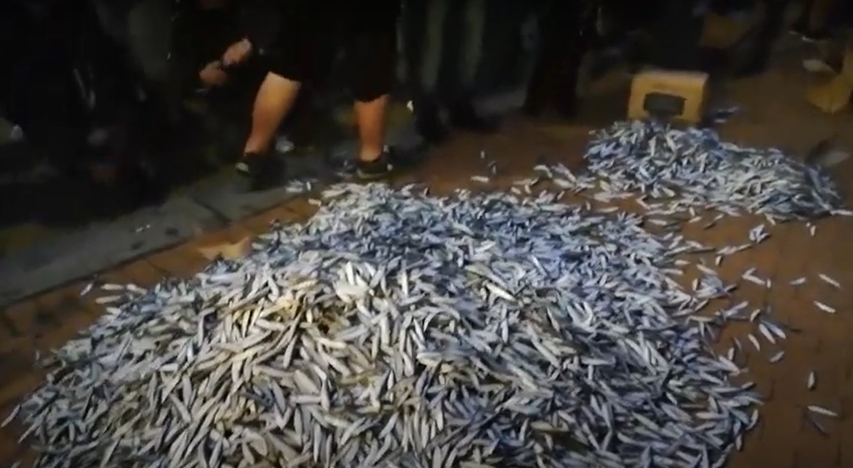 Протестиращи изсипаха кашони с риба пред Министерски съвет (ВИДЕО)