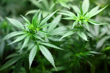 Франция започва експерименти с канабис за медицински цели