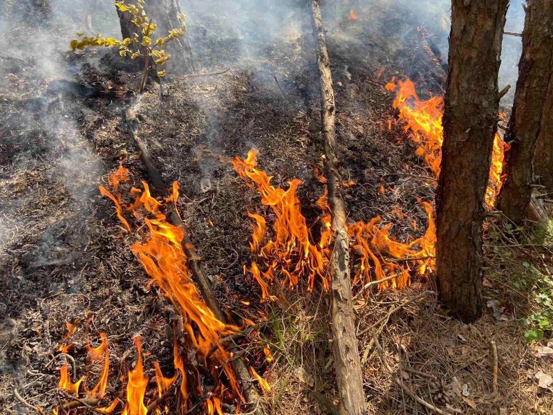 Евакуираха около 500 къщи в Лос Анджелис заради горски пожари