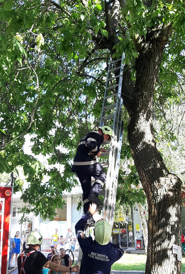 Благоевградски пожарникари спасиха коте от високо дърво