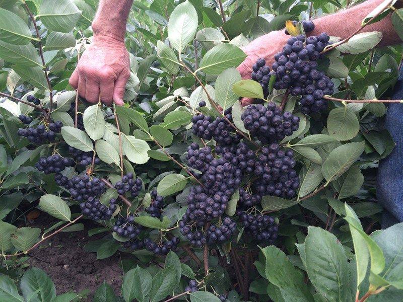 Царицата арония се изправя срещу короната