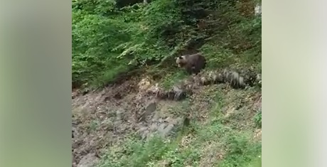 Заснеха мечка с две мечета около Рилския манастир (ВИДЕО)