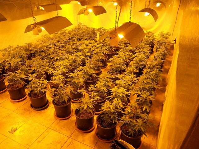 16-годишен отглеждал канабис в гараж в Елена