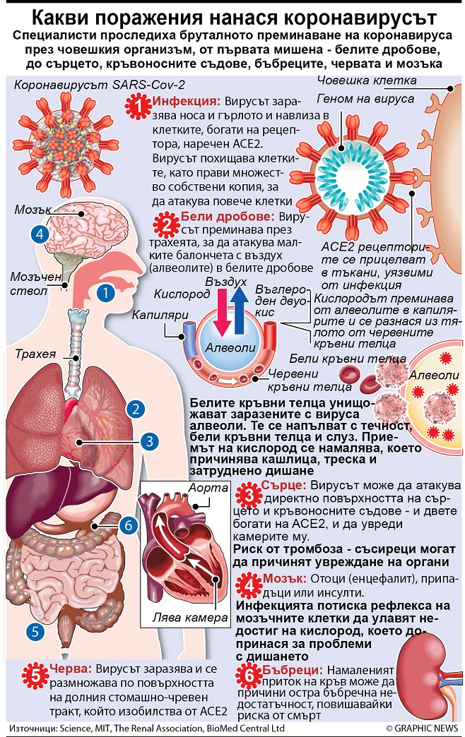 Как убива коронавирусът (ИНФОГРАФИКА)