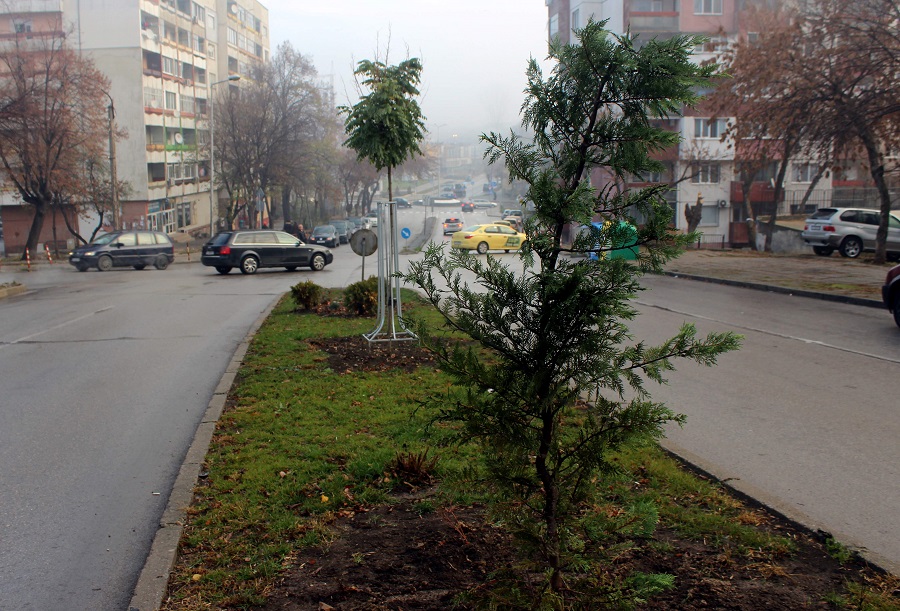 Залесиха над 150 дръвчета в Шумен за седмица