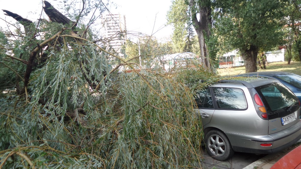 Прекършен от вятъра клон падна върху автомобил в София (СНИМКИ)