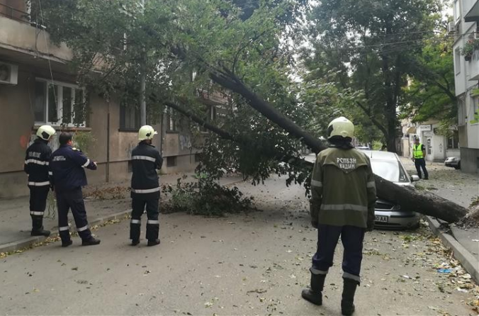 Бурният вятър събори дървета и отнесе покриви в Северозападна България