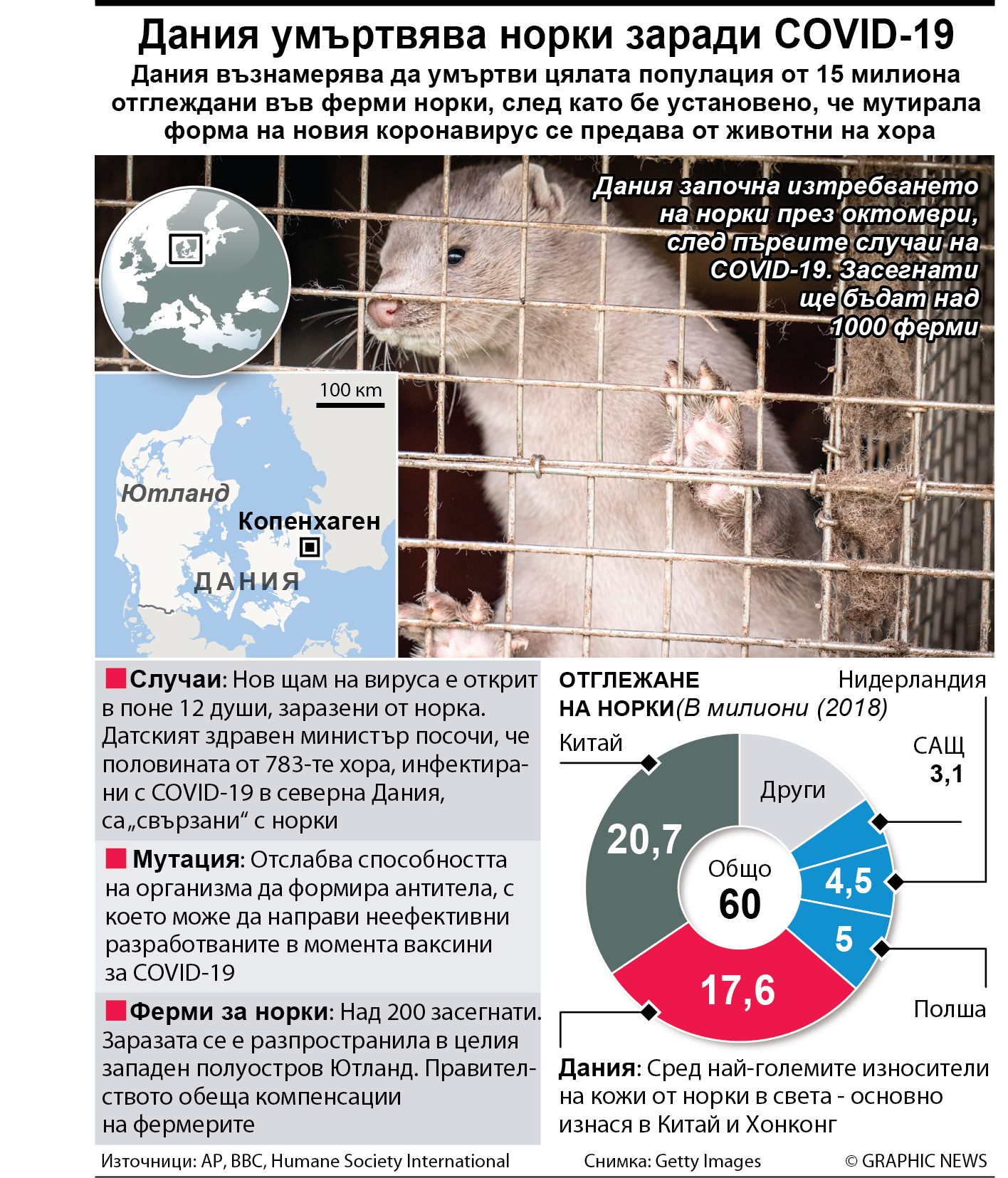 Дания умъртвява норки заради COVID-19 (ИНФОГРАФИКА)