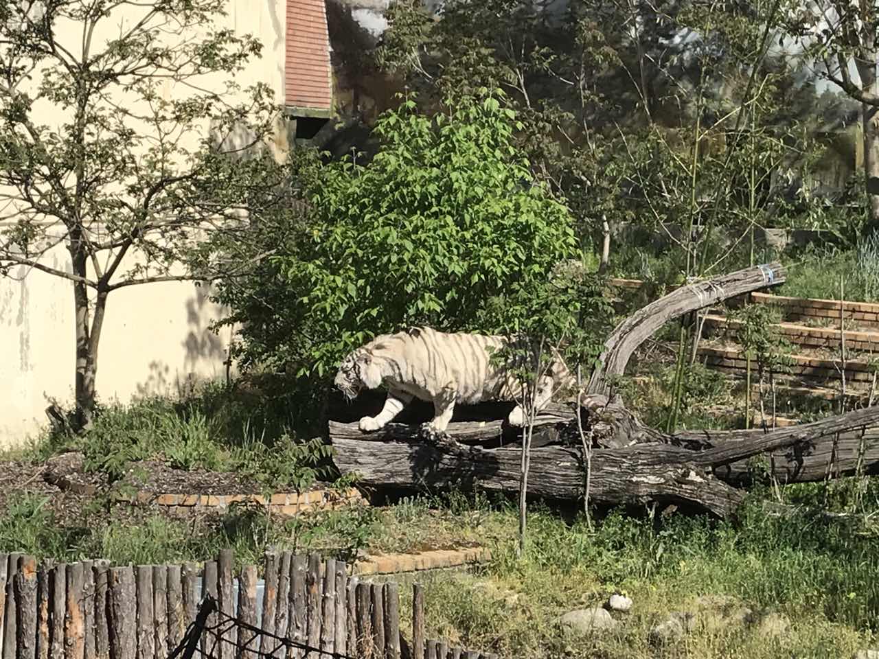 Бенгалски тигри в столичния зоопарк (СНИМКА)