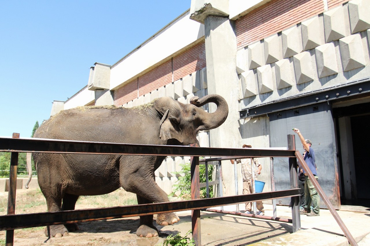 Зоопаркът, Столичната библиотека, СГХГ и музеят на София отварят за посетители