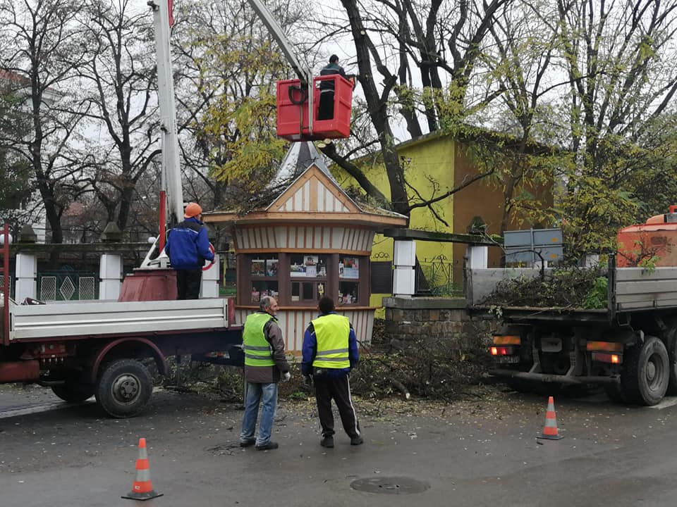 Премахнаха дърво, застрашаващо 100-годишната вестникопродавница в Лом (СНИМКИ)