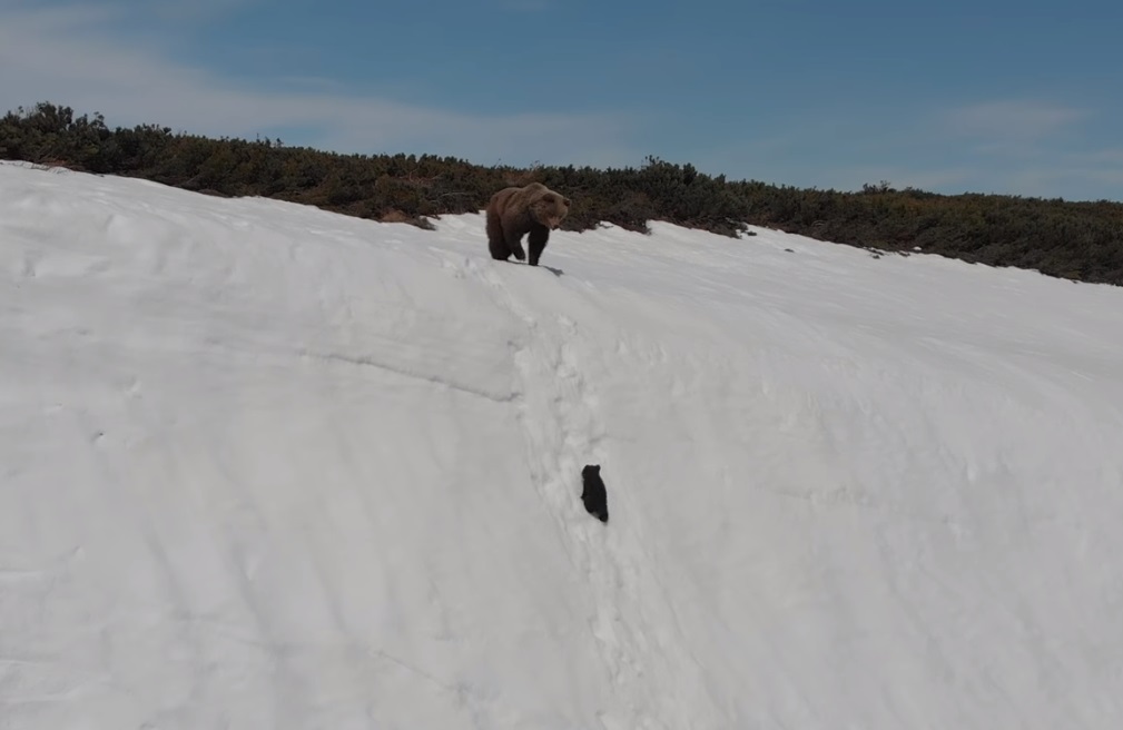 Дрон засне как малко мече се измъква от снежен капан (ВИСЕО)