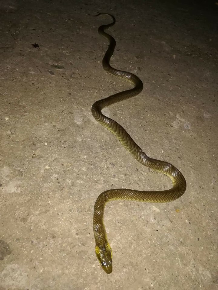 Змии нападнаха Благоевград, общината пръска за пореден път