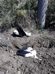 50 щъркела загинаха от високоволтова дъга в Елховско