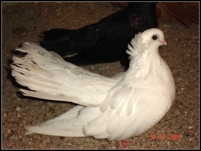 Пожарникари спасиха гълъб, заклещен в покрив