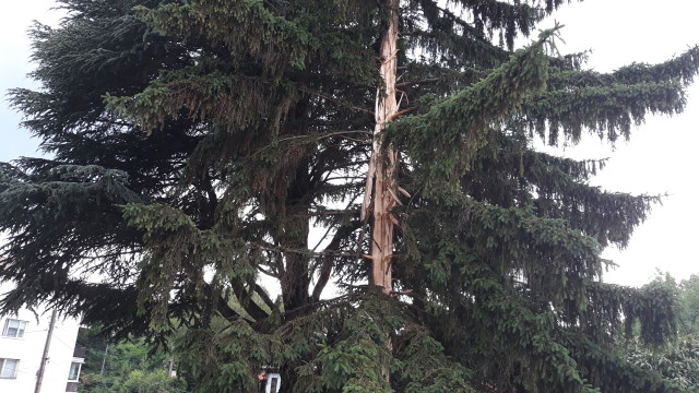 Мълния разцепи 50-годишно дърво в Калофер