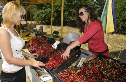 Пред провал е продажбата на реколтата от череши