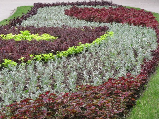 Община Шумен раздава цветя на инициативни