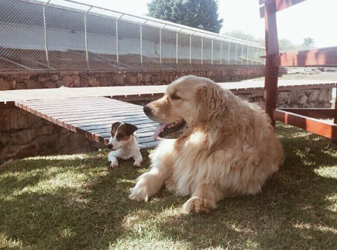 Първа дама скача в езеро, спасява кучето си от удавяне