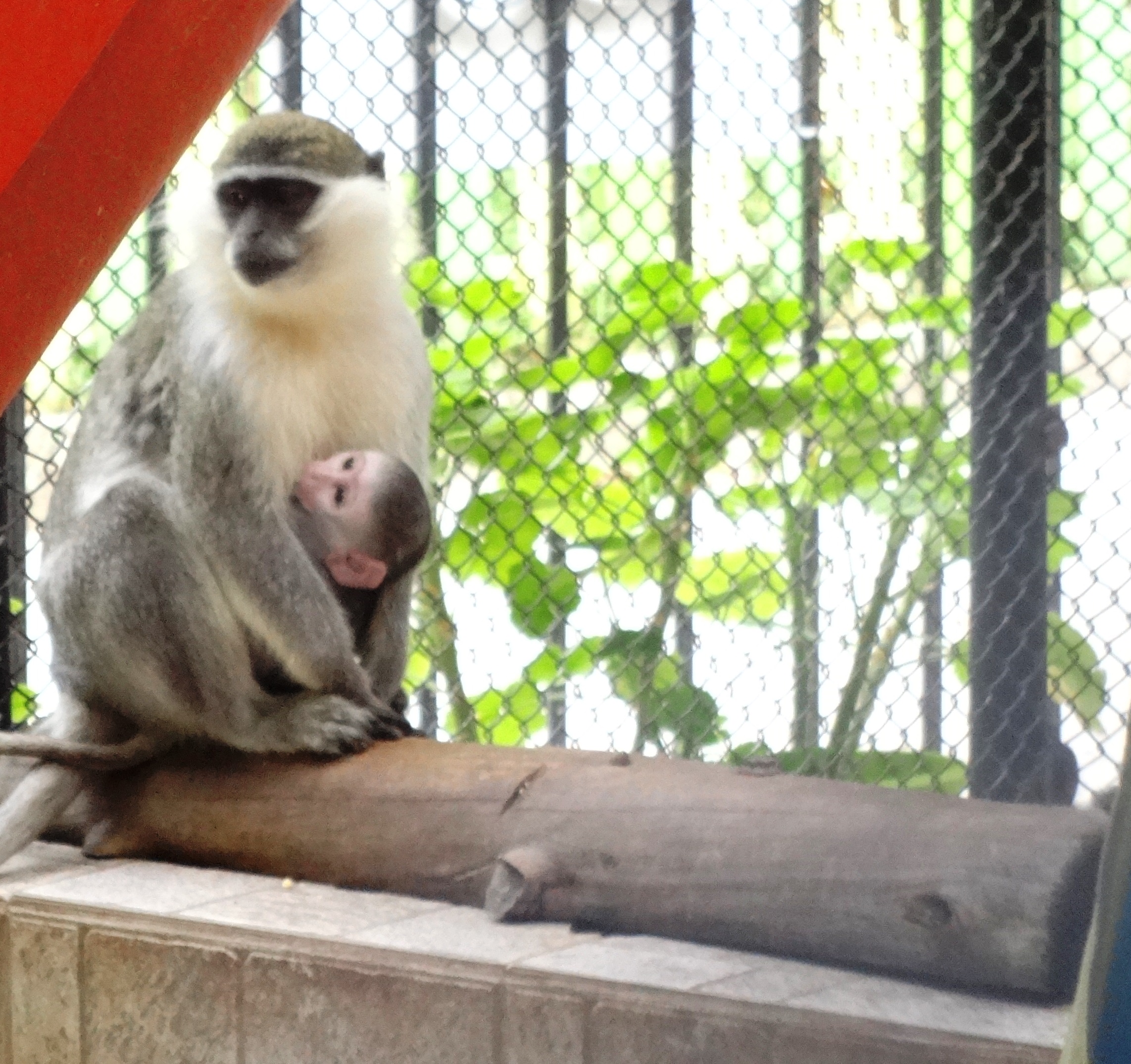 Маймуни осуетиха опит да бъдат похитени