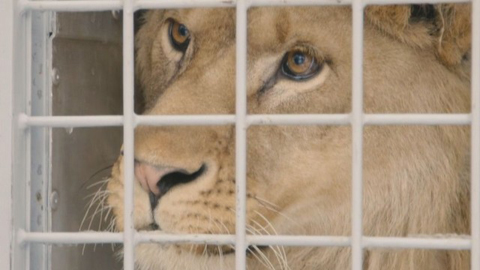 Лъвът Асен замина  за Холандия