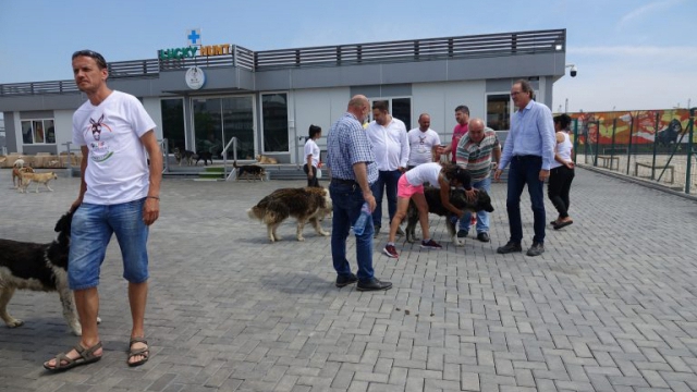 Частна фондация поема грижата за бездомните кучета във Варна