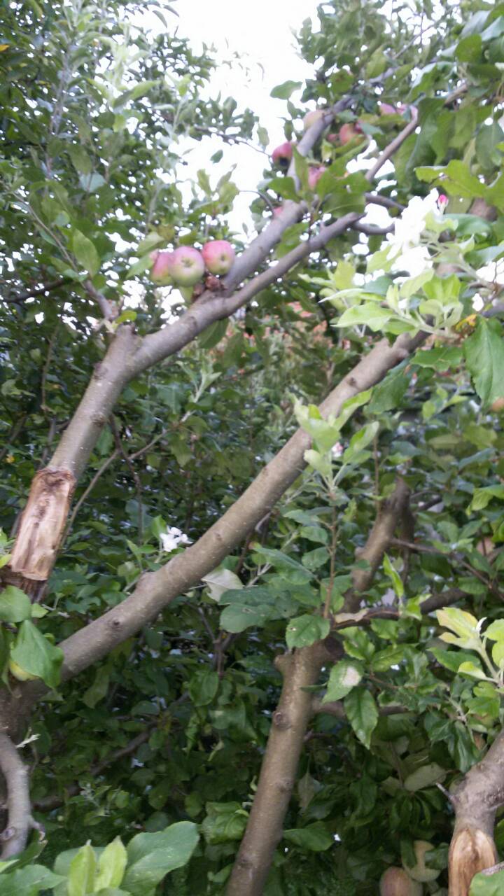 Плодни дръвчета нацъфтяха посред лято в Еленския балкан