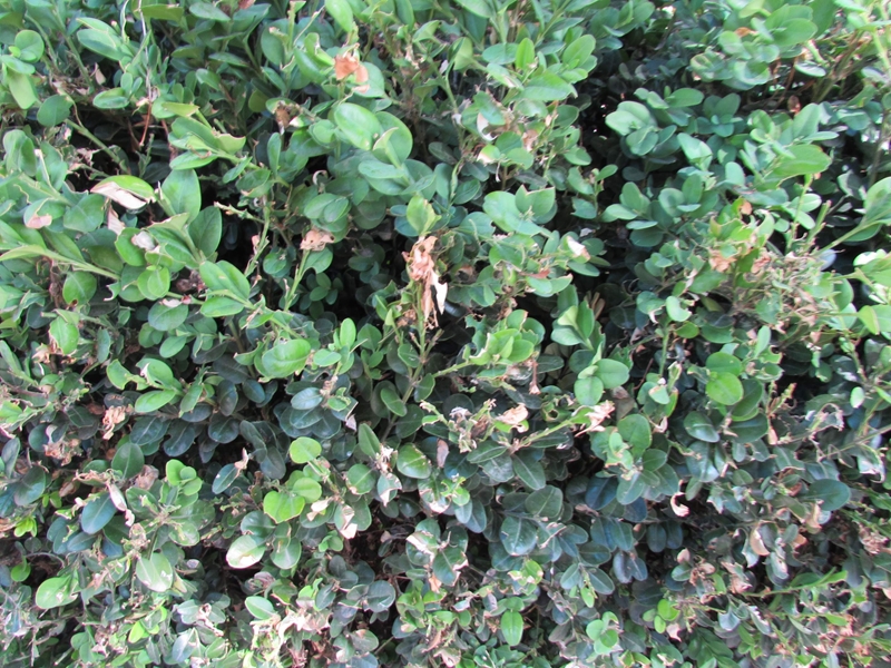 Спасяват чемширите в Монтана