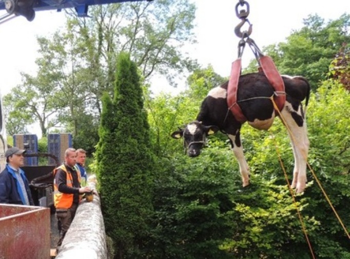 Спасители вадиха крава от ВиК-шахта с кран