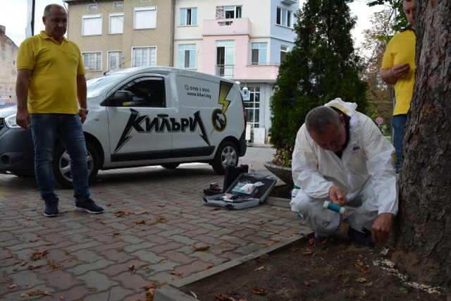 Спасяват кестените в Павликени чрез инжектиране на инсектицид
