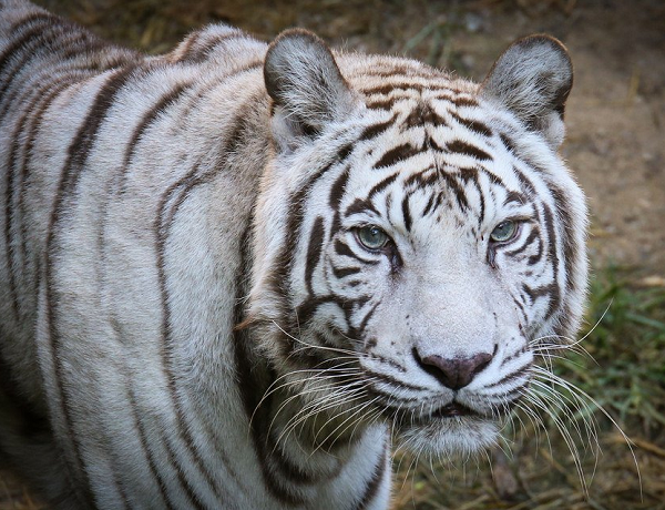 Умря последният бял тигър в зоопарка в Синсинати