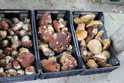 Губим 6 млн. лева от износ на трюфели