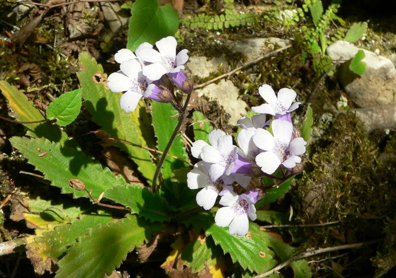 Забраниха за събиране 24 вида лечебни растения