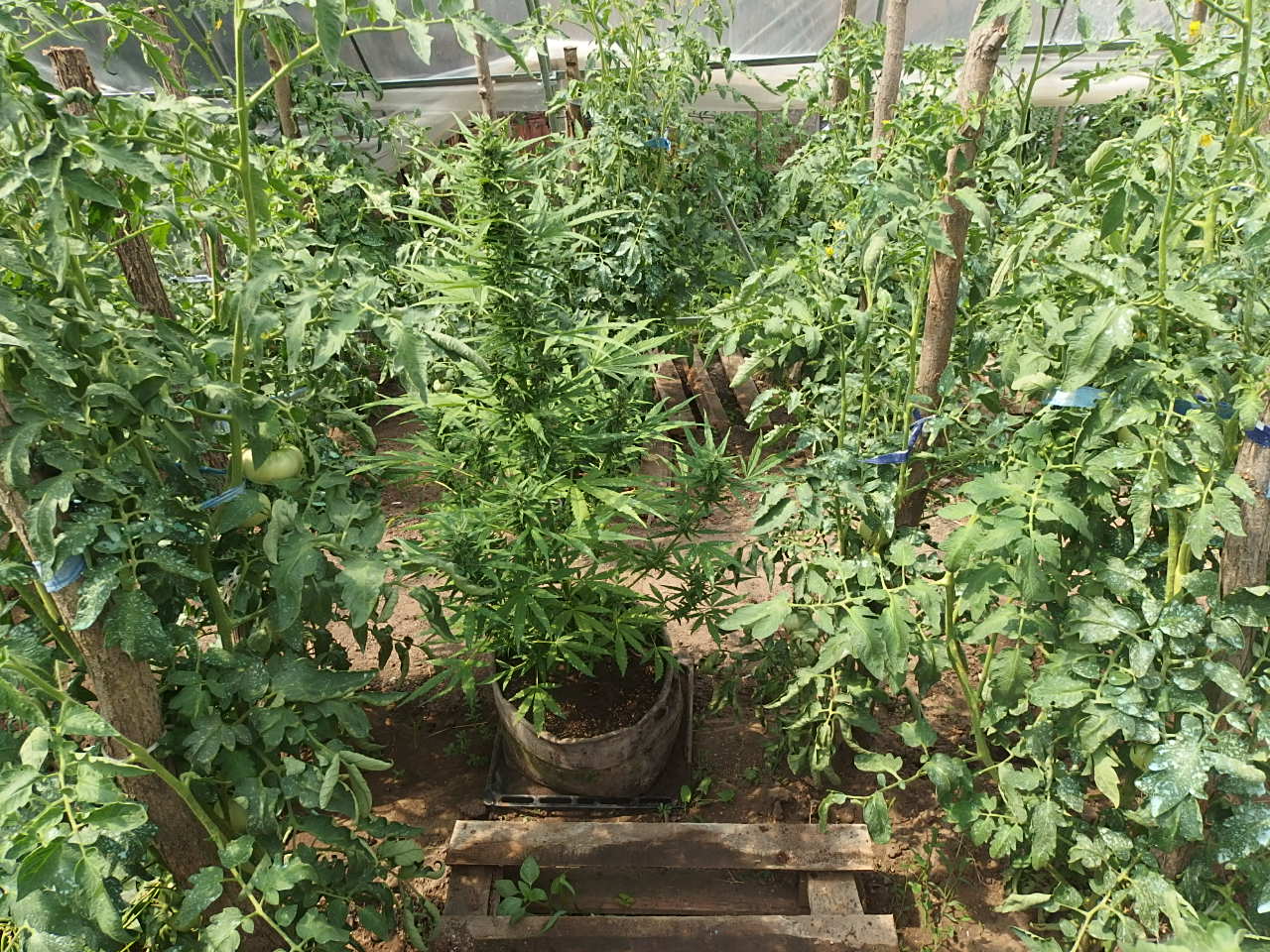 Иззеха 30 грама марихуана от частен дом в село  Алдомировци