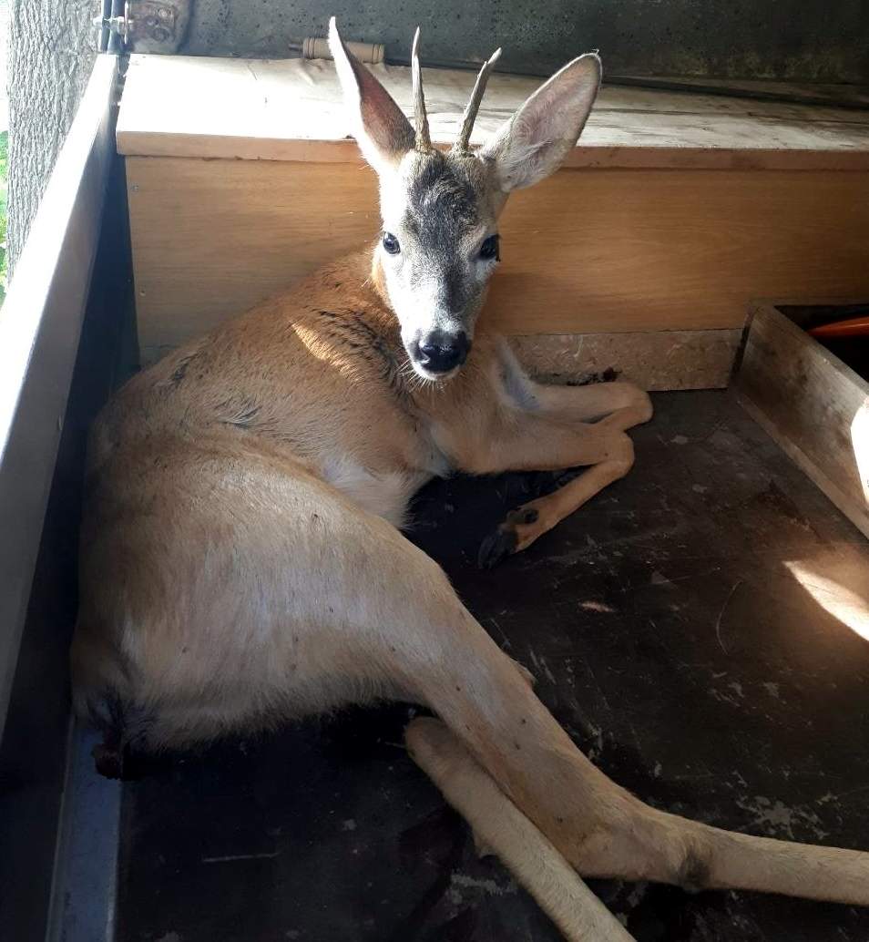 Кола удари сърне на Шуменското плато