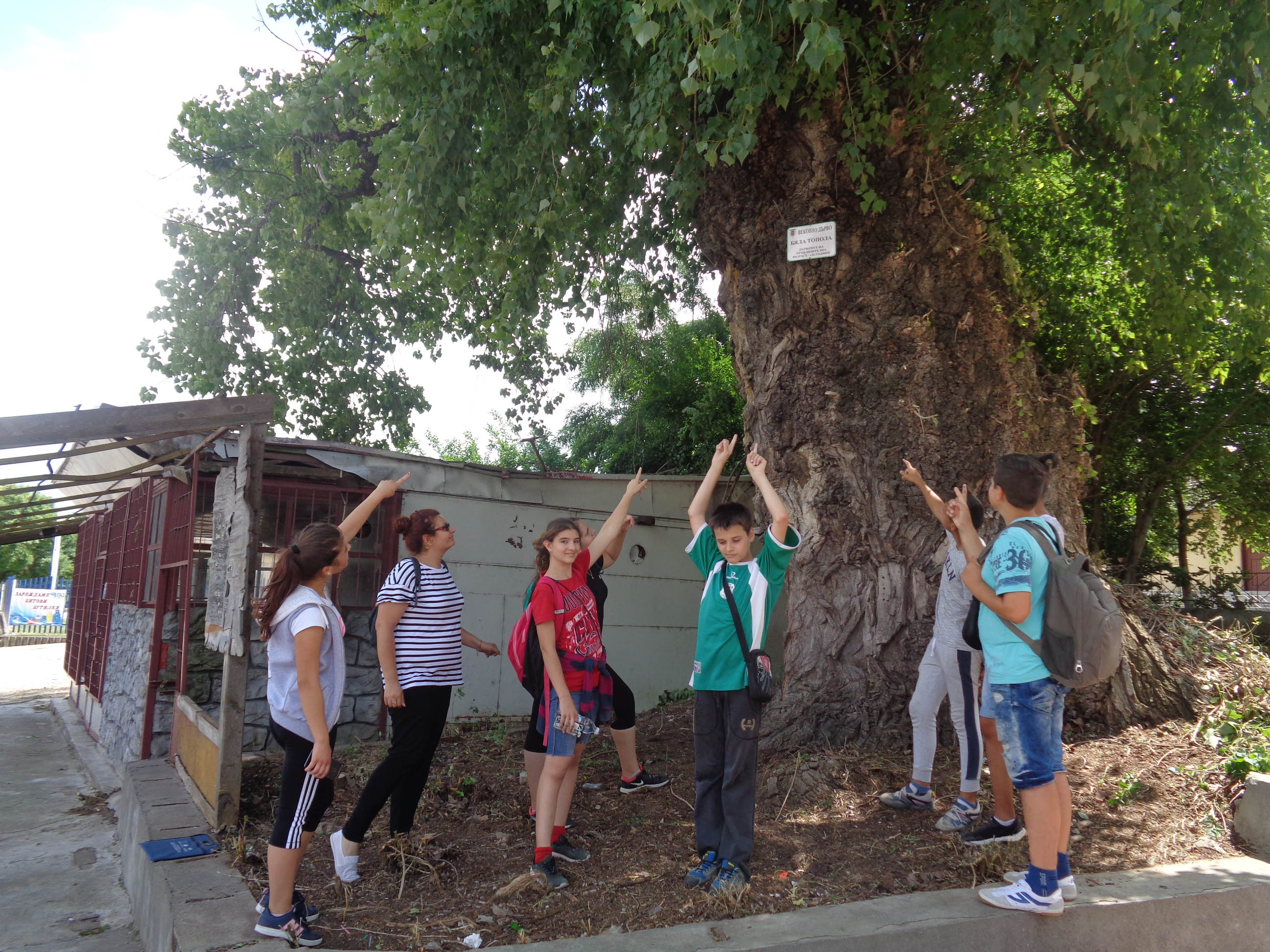 Вековна топола обозначиха павликенски ученици