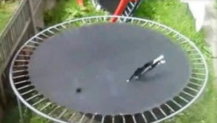 Котка, известна със склонността си да бяга, използва трамплин за целите си