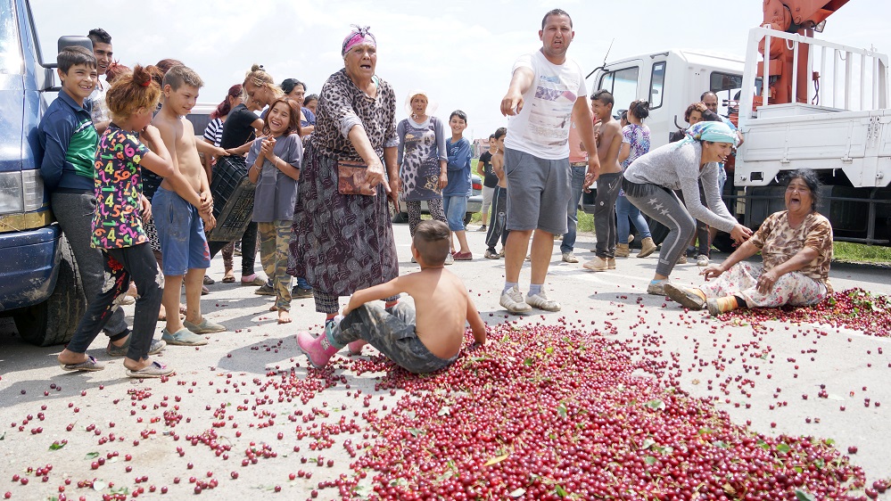 Берачи и малки деца хвърляха череши заради ниските изкупни цени